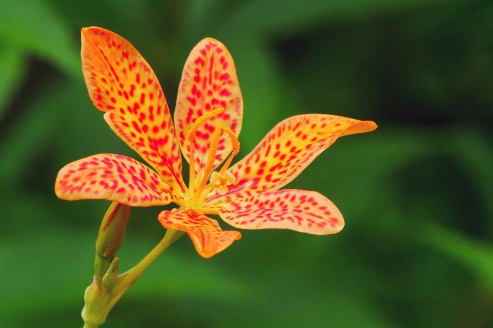 Free Image of Photo of Leopard Flower 