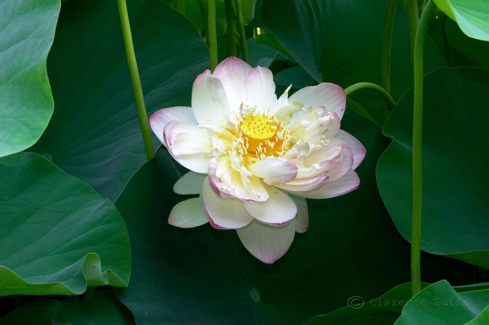 Free Image of Lotus Bloom 