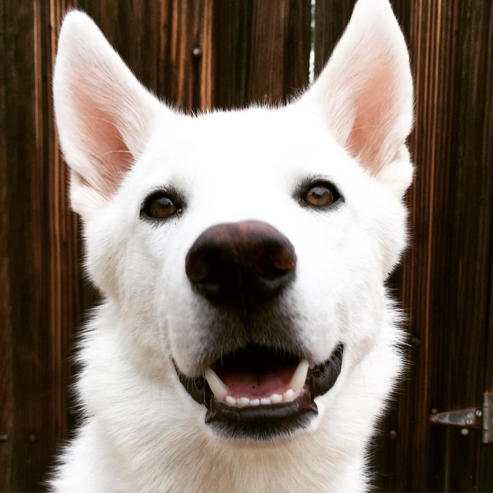 Free Image of Husky Dog Portrait 