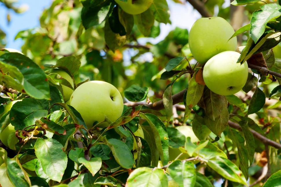 Free Image of Apples Ripen On The Tree 