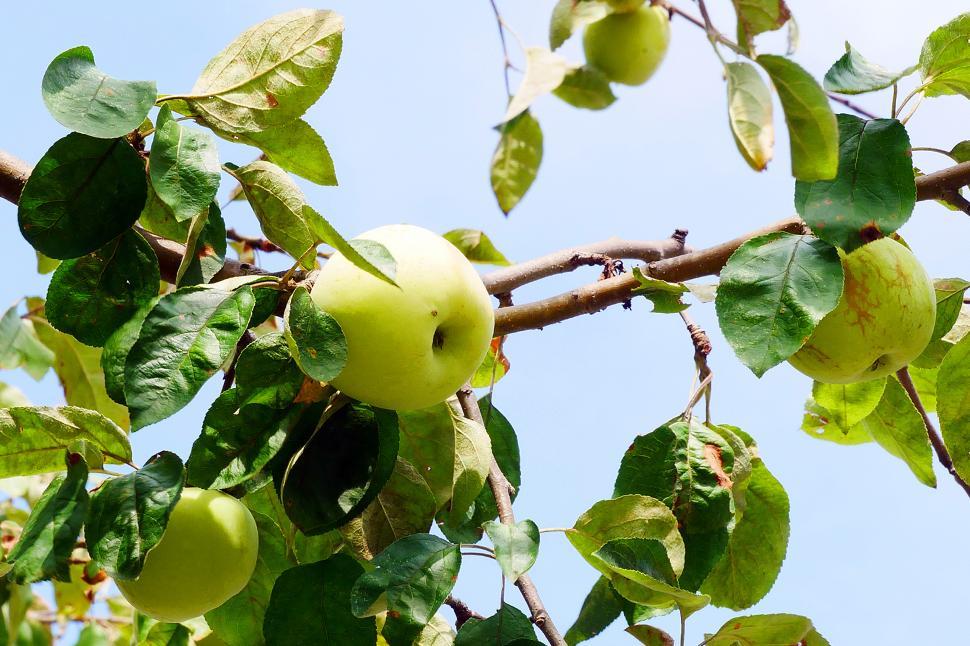 Free Image of Apples On The Tree 