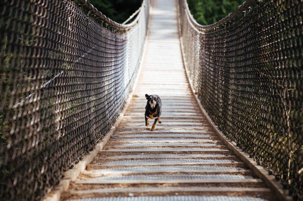 Free Image of Happy dog running across the hanging bridge 