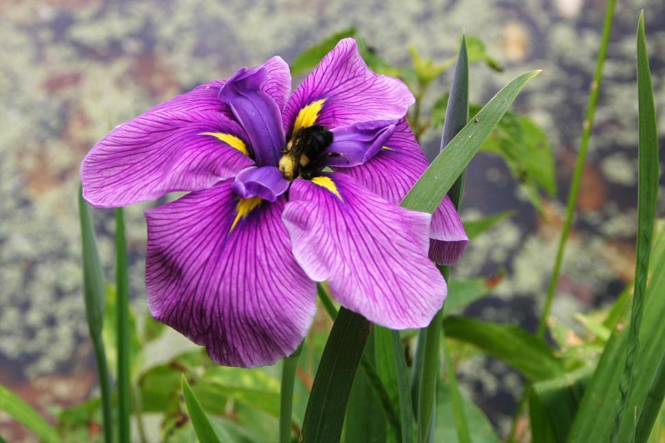 Free Image of flower bee iris plant purple bog pollenate pollen south carolina 