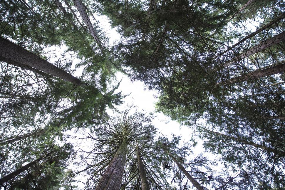 Free Image of Looking up at trees in the forest 