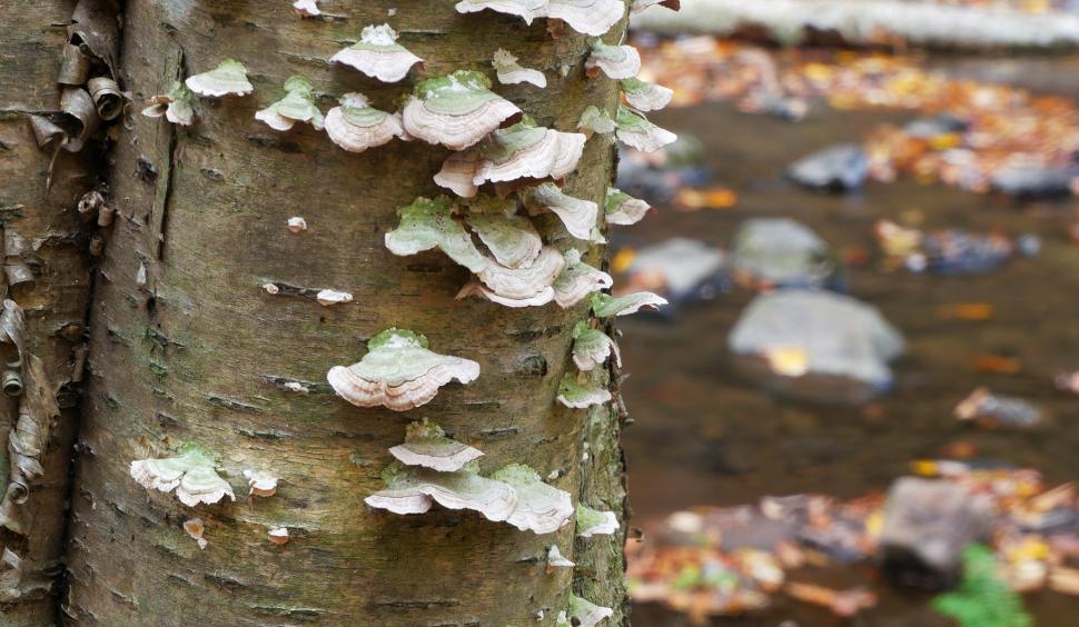 Free Image of Fungi On Tree Trunk by Stream 