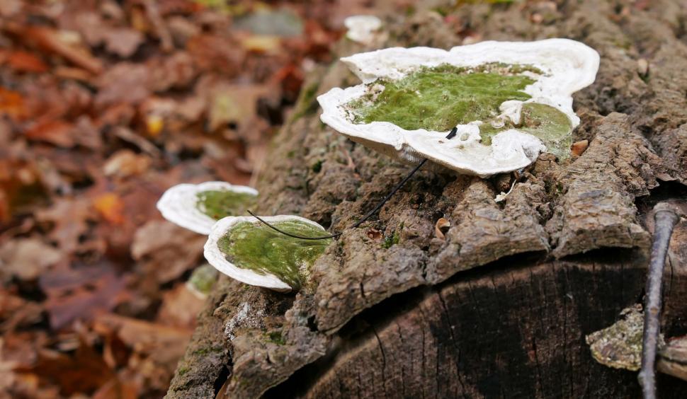 Free Image of Three Green Fungi 