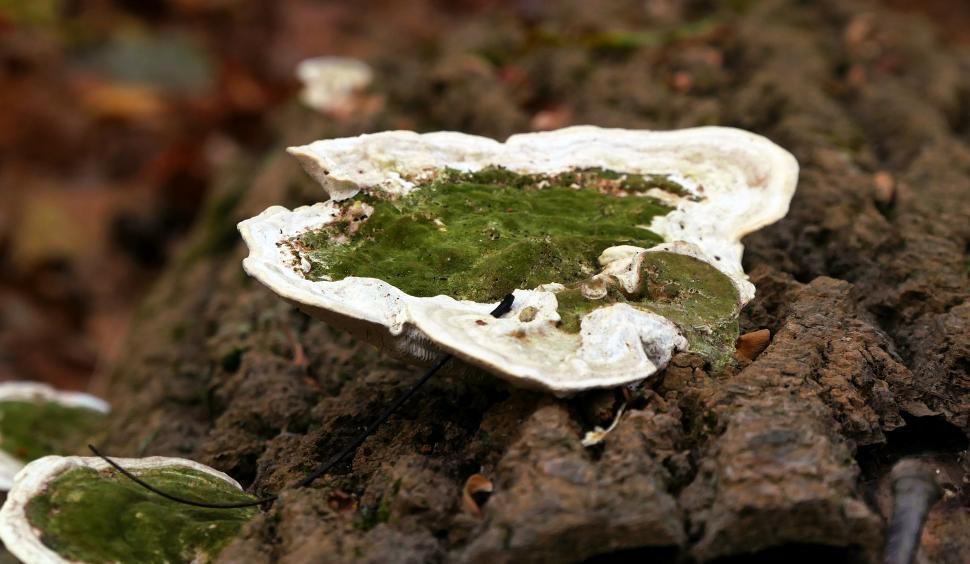 Free Image of Green Fungi 