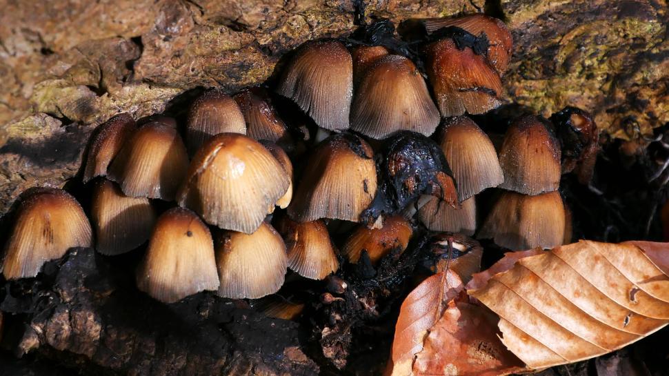 Free Image of Mushrooms Under Fallen Tree 