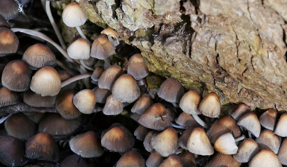 Free Image of Mushrooms under a Tree with Insect 