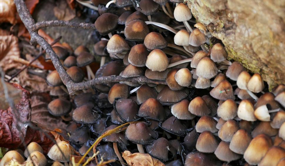 Free Image of Mushrooms Bloom in Rotting Tree 