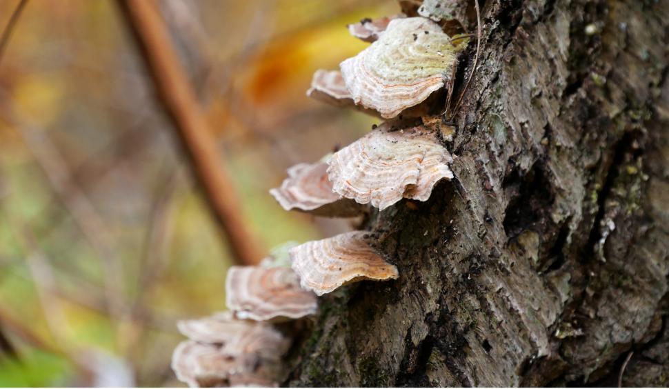 Free Image of Healthy Tree Fungi 