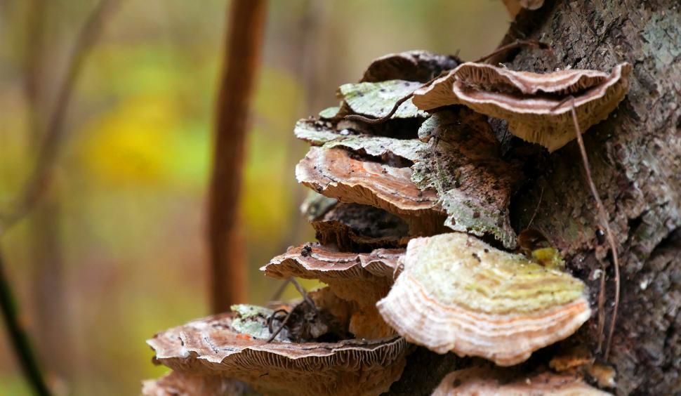Free Image of Tree Fungi 