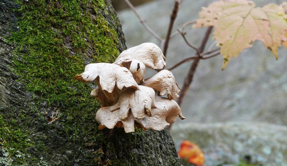 Free Image of Fungi On Mossy Tree Trunk 