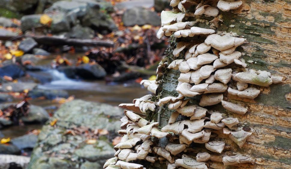 Free Image of Fungi On Tree Trunk in Forest 