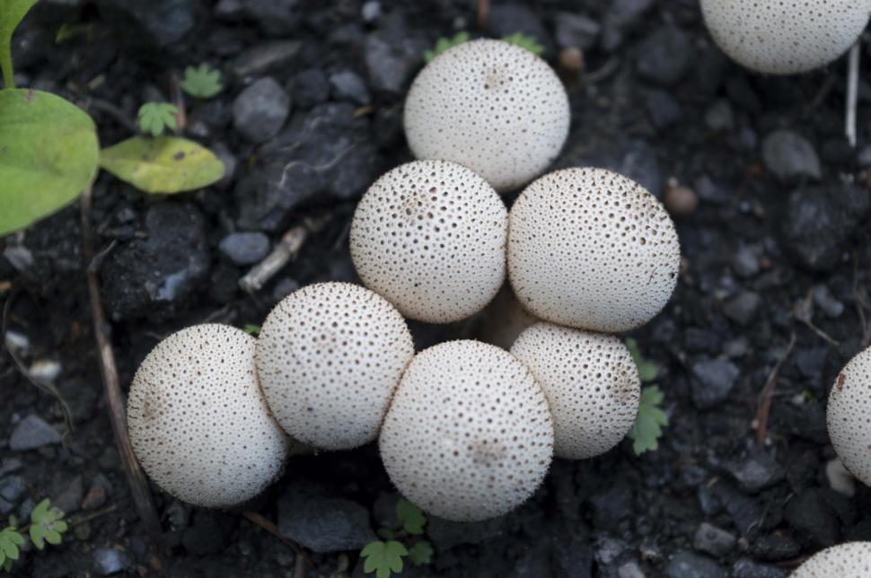 Free Image of Mushrooms  
