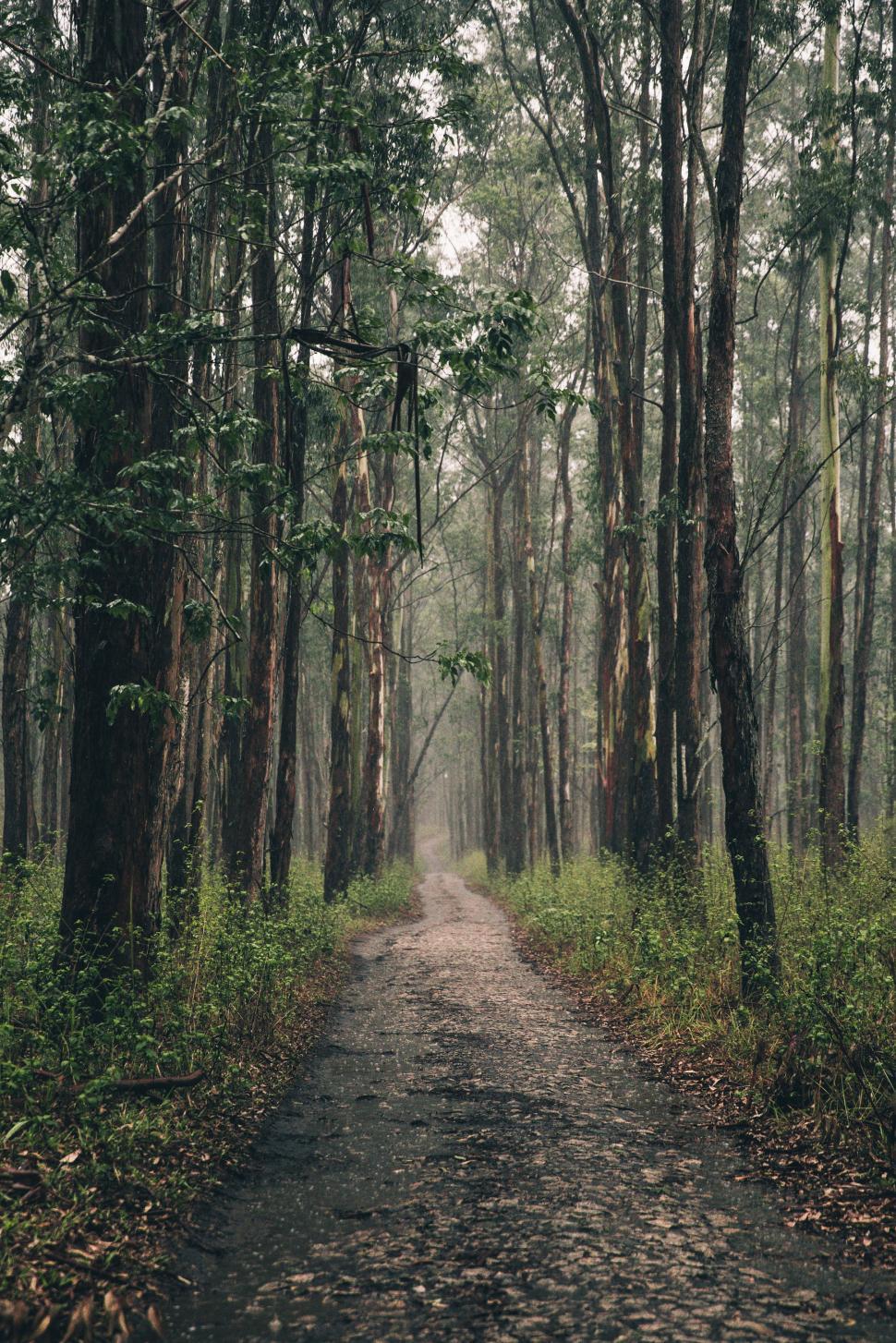 Download Free Stock Photo of A path in the forest 