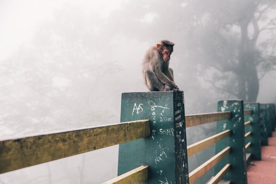 Free Image of Snow monkey sitting on the fence column in Japan 
