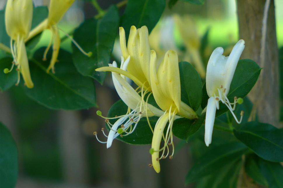 Free Image of Honeysuckle Flowers - White and Yellow 