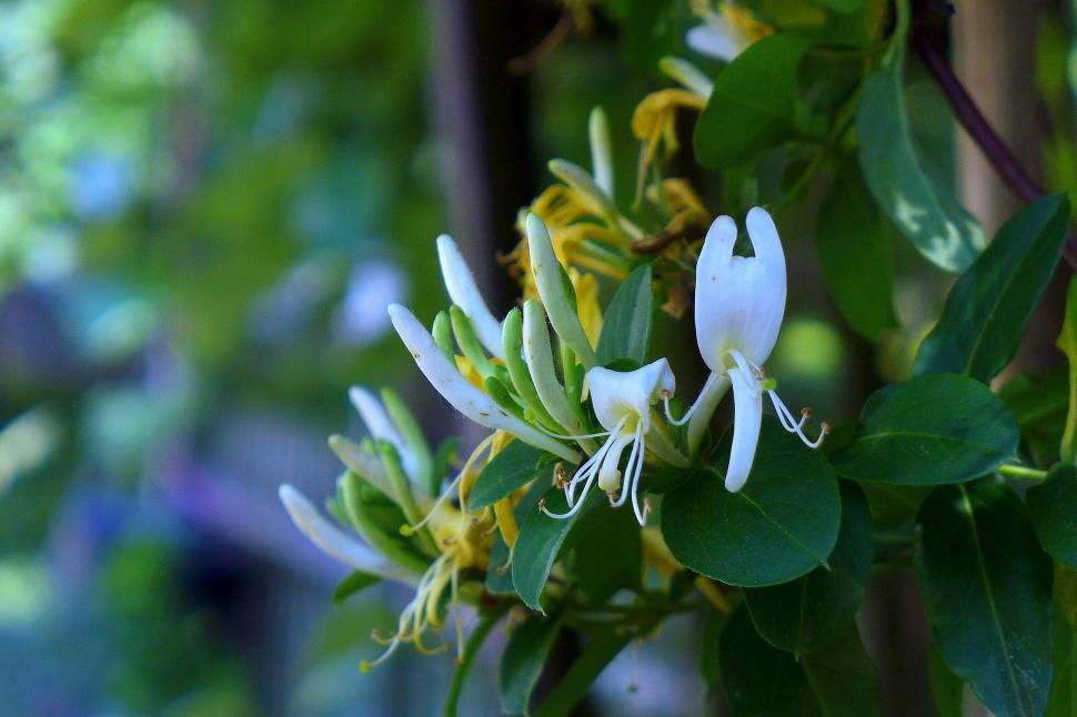 Free Image of White Honeysuckle Flowers 