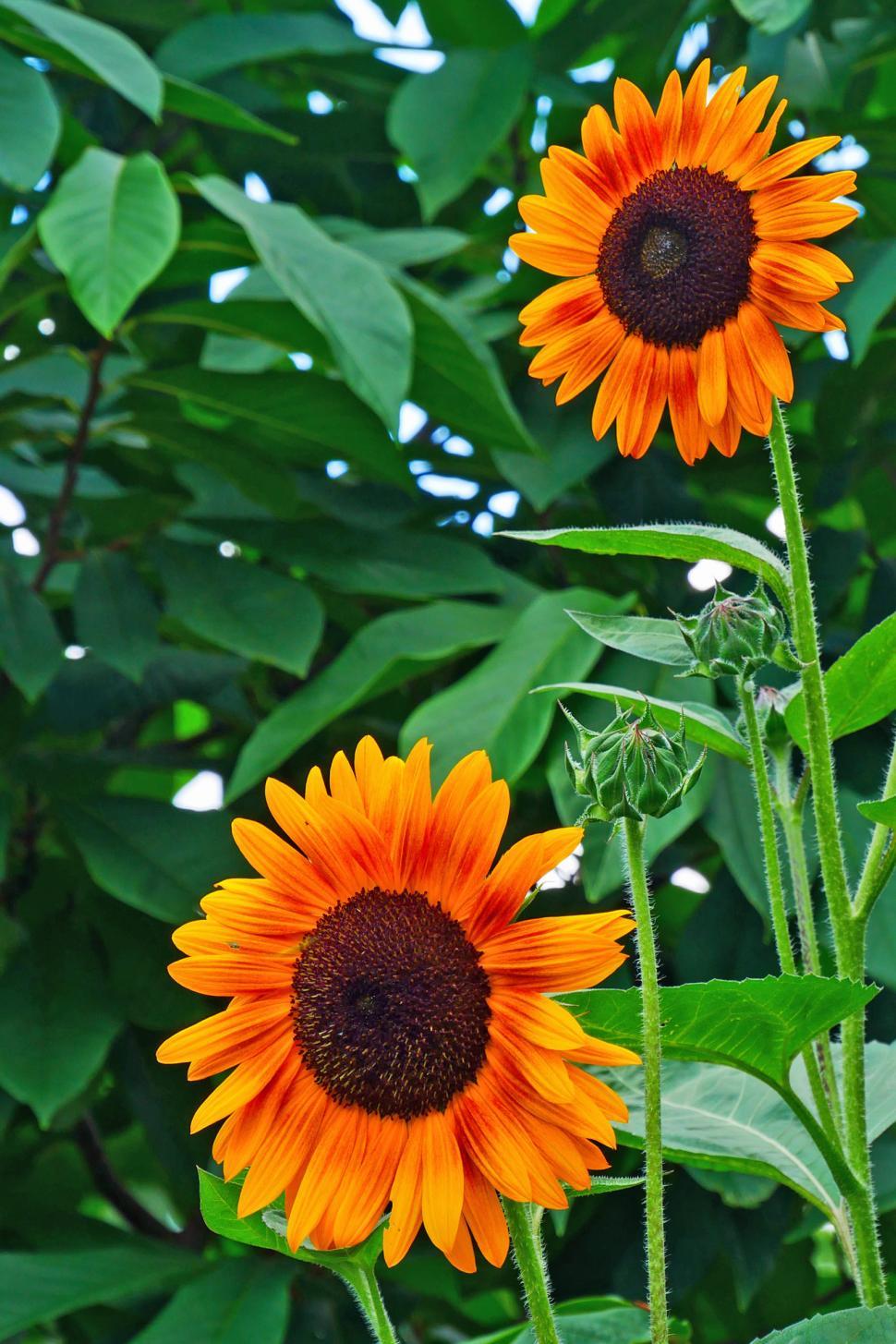 Free Image of Sunflower Flowers 