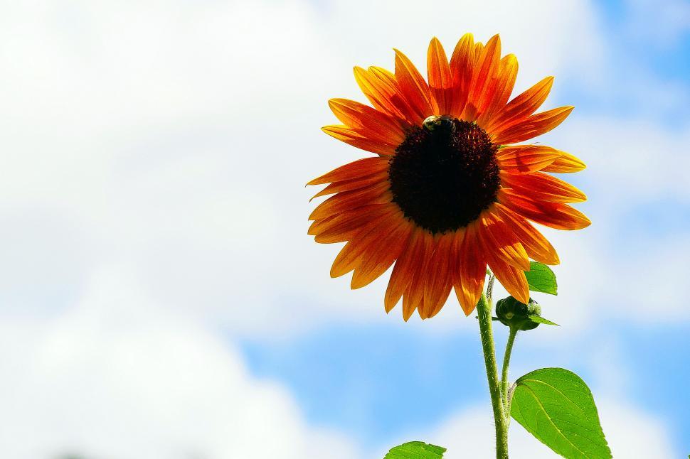Free Image of Bee On Sunflower 