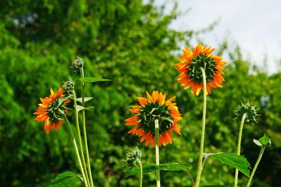 Free Image of Sunflowers from Behind 