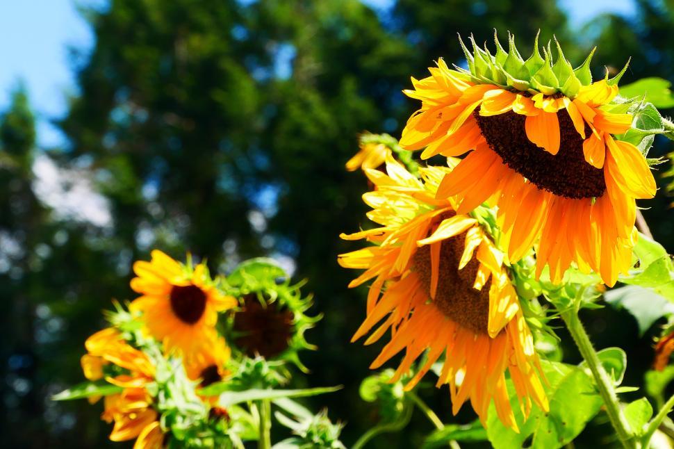 Free Image of Sunflower Flowers in Group 