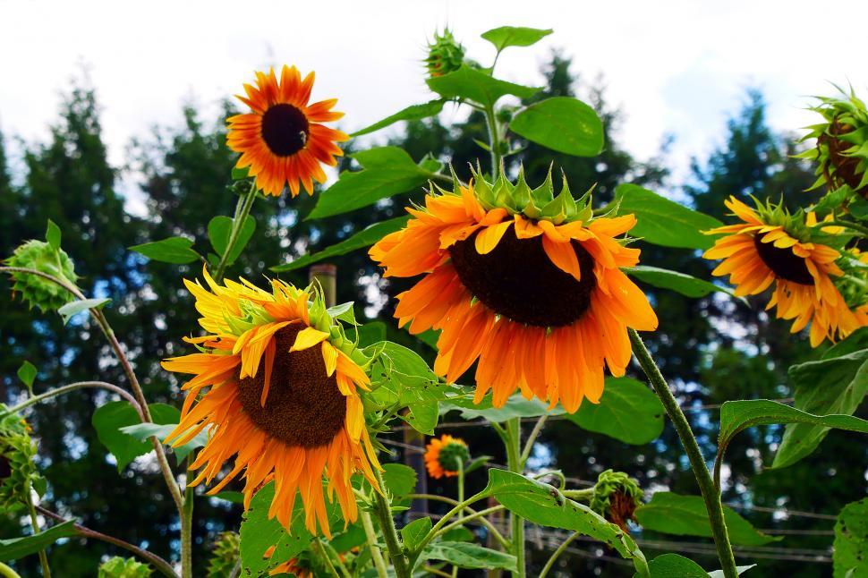 Free Image of Sunflowers In Garden 