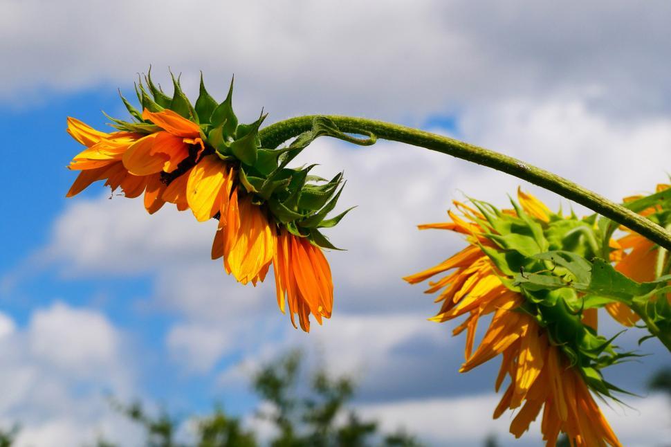 Free Image of Side View of Sunflower, Cloudy Skies 