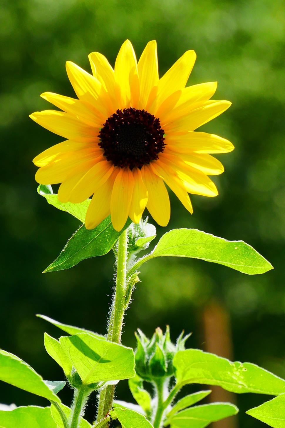 Free Image of Sunflower 