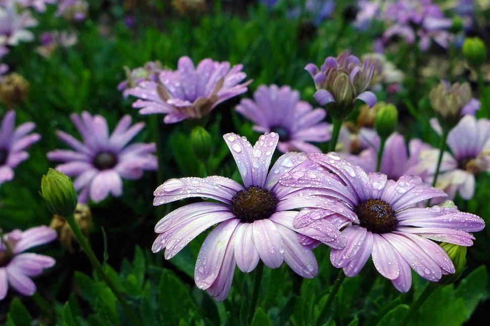 Free Image of Cluster of African Daisy Osteospermum 