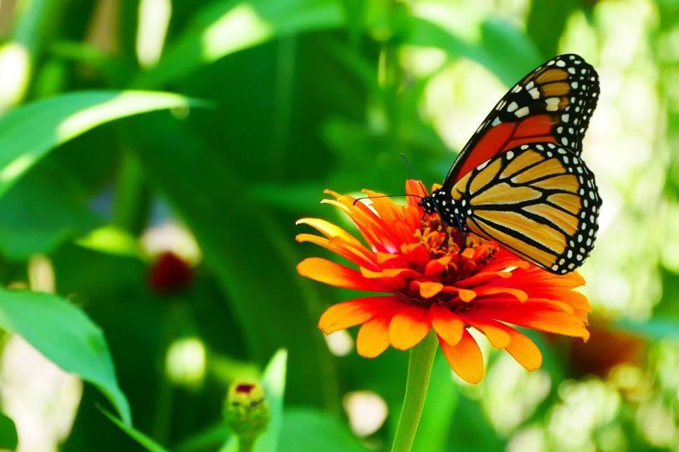 Free Image of Monarch Butterfly on Flower 