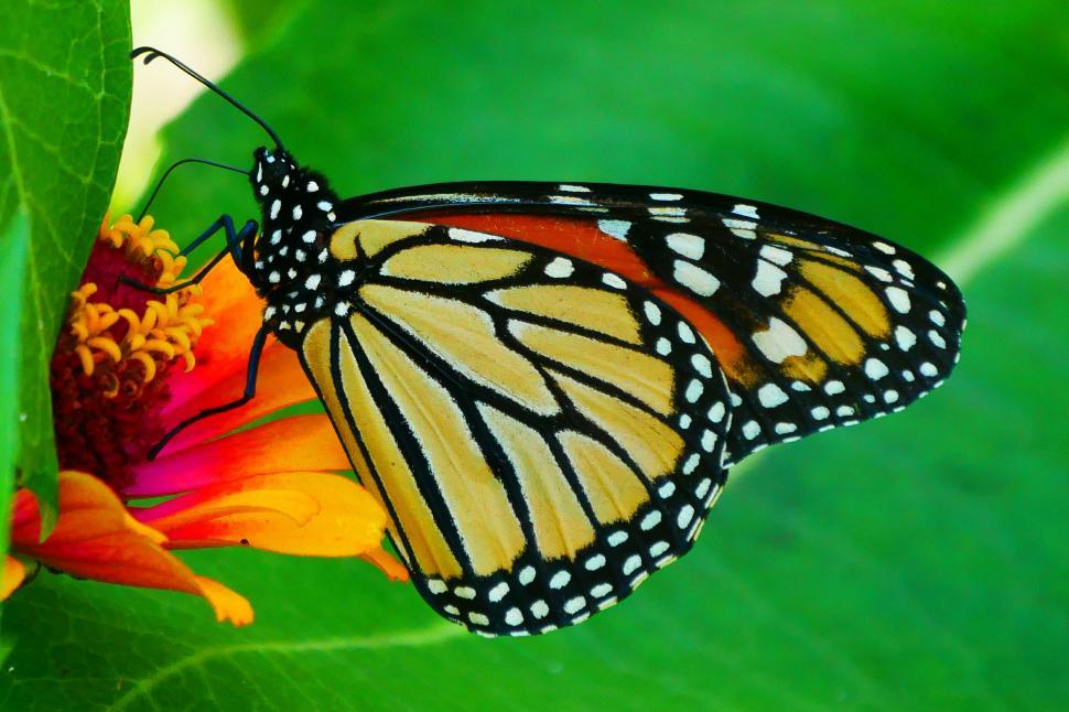 Free Image of Monarch Butterfly 