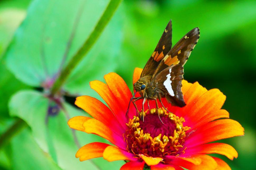 Free Image of Skipper Butterfly 