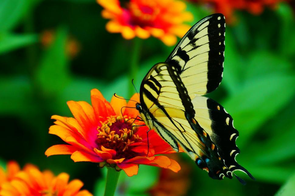 Free Image of Swallowtail Butterfly on Zinnia 