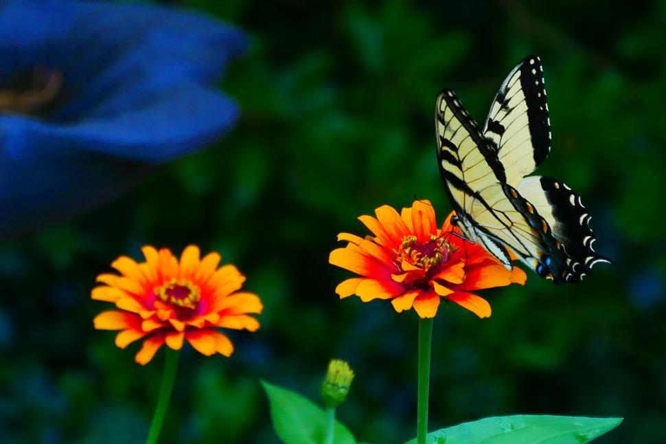 Free Image of Swallowtail Butterfly with two Zinnias 