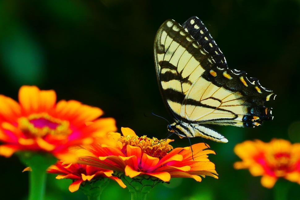 Free Image of Swallowtail Butterfly on Orange Flowers 