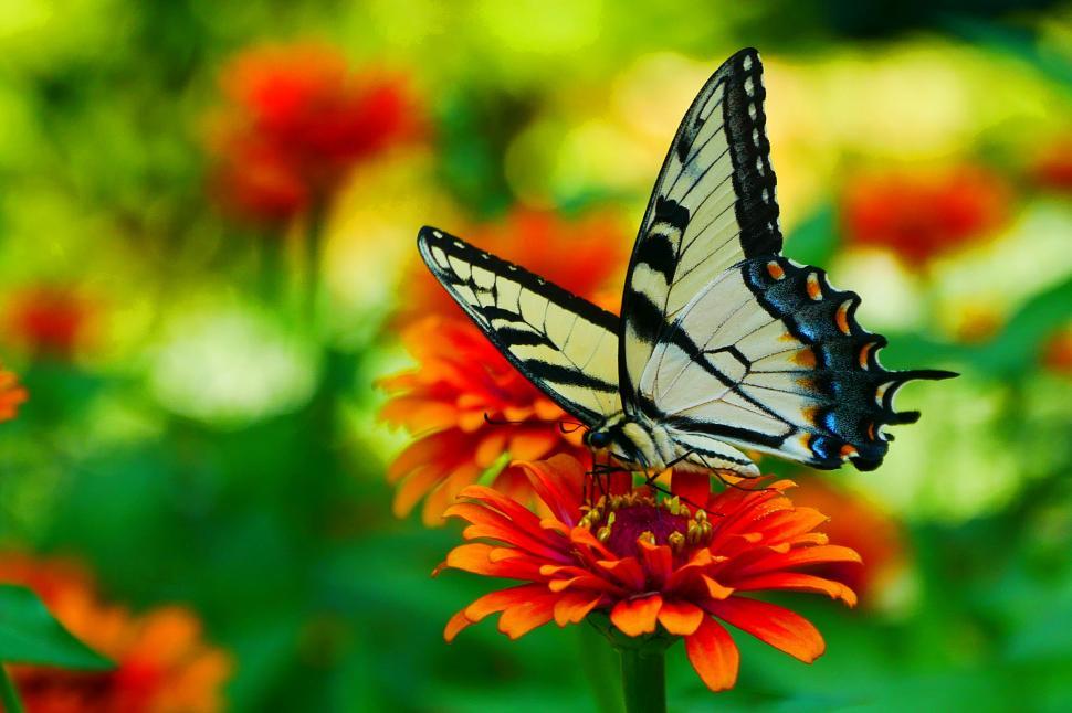 Free Image of Swallowtail Butterfly Legs and Body 