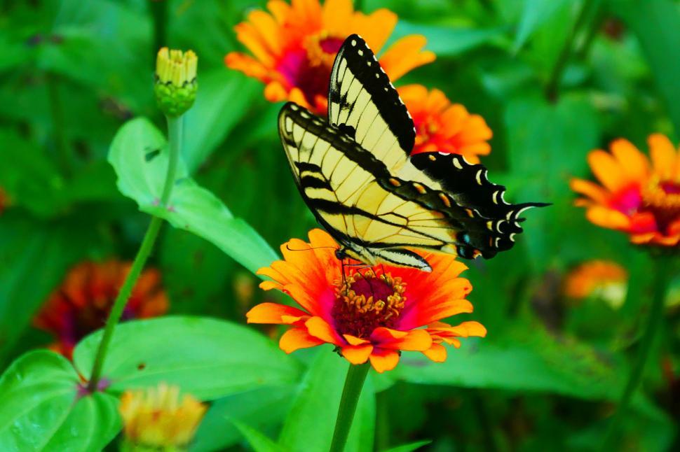 Free Image of Yellow and Black Swallowtail Butterfly 