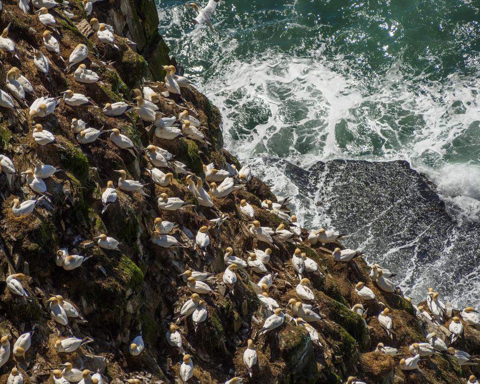 Free Image of Northern Gannets and the ocean 