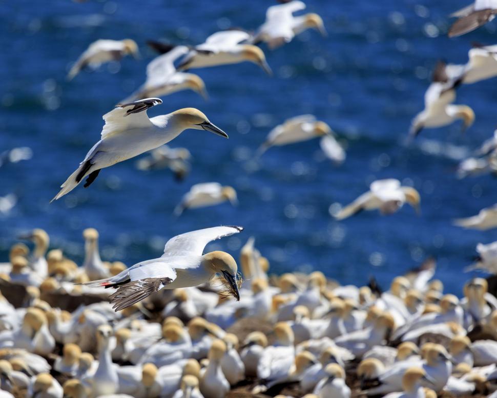 Free Image of Gannets at Cape St. Mary s   