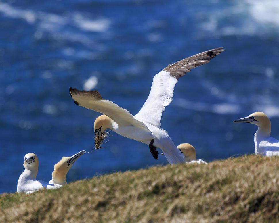 Free Image of Northern Gannets with nest material 