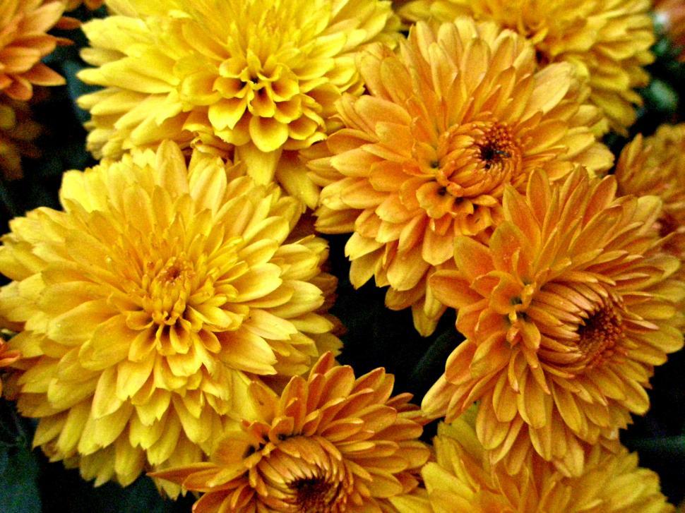Free Image of Gold Chrysanthemum 