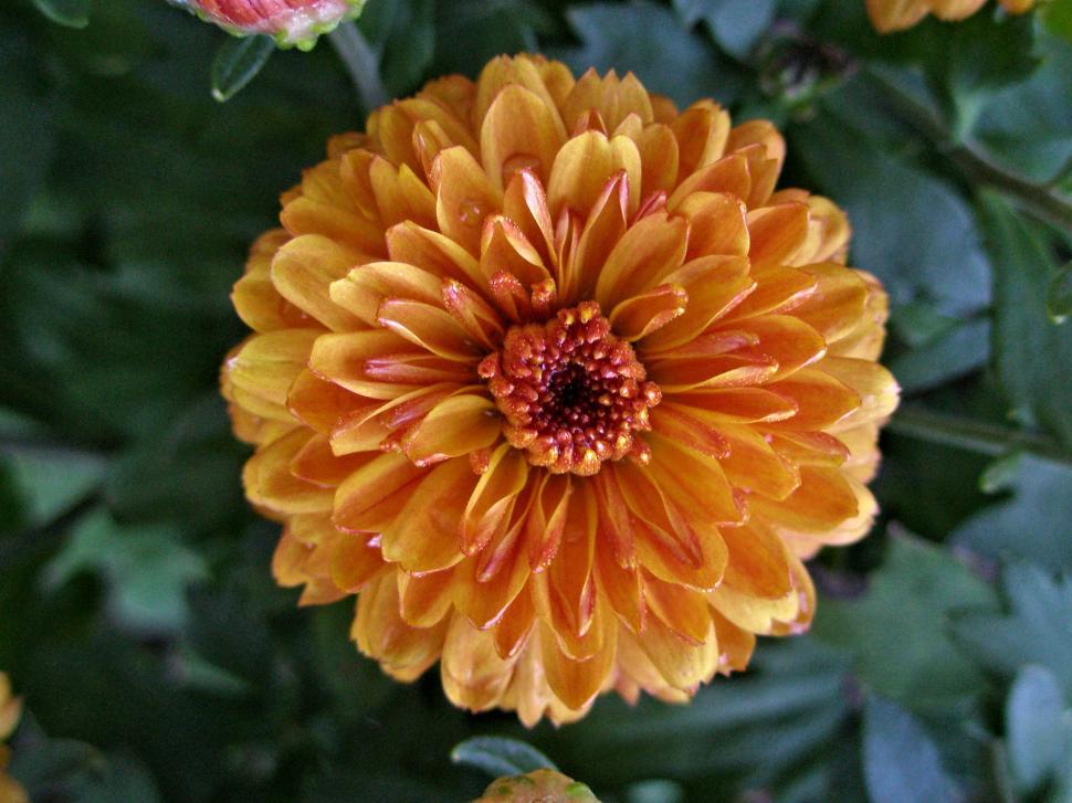 Free Image of Burnt Orange Chrysanthemum 