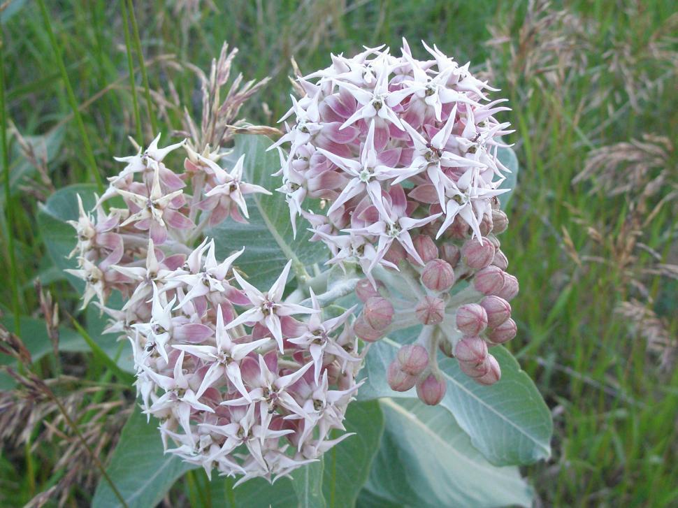 Free Image of Milkweed Flower 