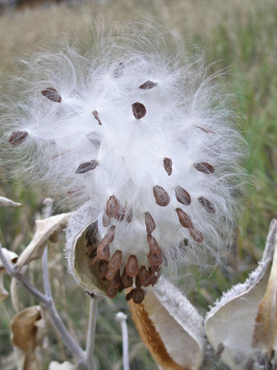 Download Free Stock Photo of Fluffy Ball of Milkweed Seeds 