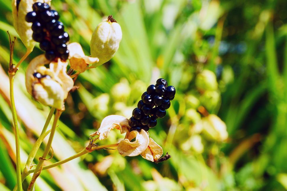 Free Image of Leopard Flower Berries 