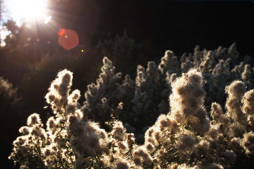Free Image of Dried plants in the sun 