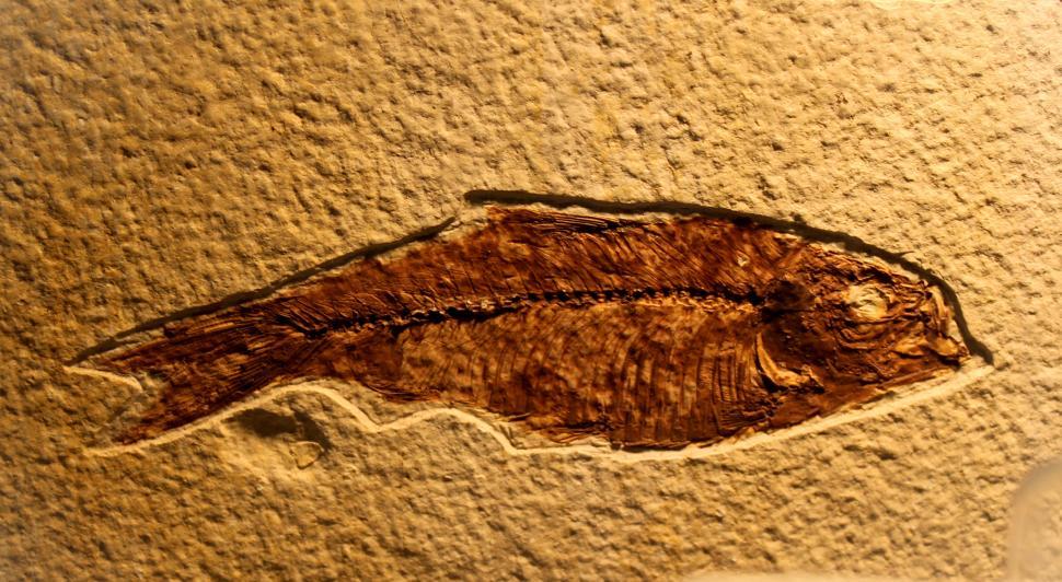 Free Image of Fossil of Fish 