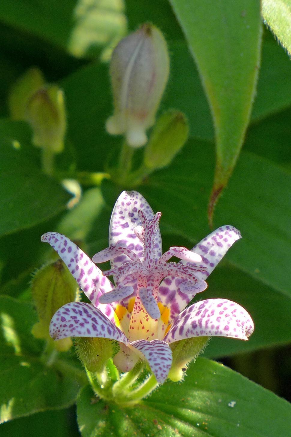 Free Image of Toad Lily Bloom 